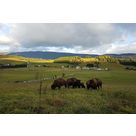 Un élévage de bisons à Autrans-Méaudre en Vercors