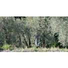 Une journée sous les oliviers... une cueillette solidaire à Nyons