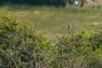 Fête de la Nature 2022 - Balade accompagnée à la découverte des oiseaux du marais de Chorges