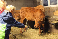 Visite d'une ferme de vaches laitières - La Chal