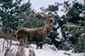 A la découverte de la faune en hiver - Sentier du Fornet