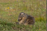 Vis ma vie de marmottes dans la réserve naturelle de la Grande Sassière