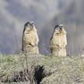 Ciné Vallouise : Les marmottes du Grand Rocher