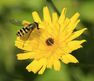 Conference : Les insectes pollinisateurs sauvages, zoom sur les Syrphes