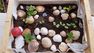 Atelier Jardinage - Mini jardin potager à emporter