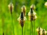 Sortie botanique : à la rencontre des plantes sauvages comestibles
