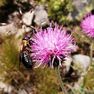Journée découverte : les insectes pollinisateurs sauvages