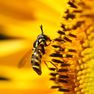 Conference : Syrphes et Symphytes, des pollinisateurs méconnus