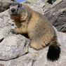 Ciné Casset : Les marmottes du grand rocher