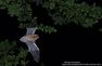 Animations Nature "Le monde parallèle des chauves-souris..."