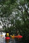 Kayak en forêt immergée