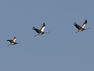 Visite "Migration des oiseaux"