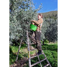 Cueillette solidaire des oliveraies communales à Nyons