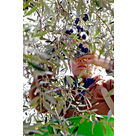 Cueillettes solidaires des olives de Nyons 2023
