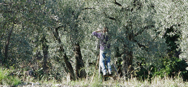 Un journée sous les oliviers